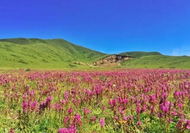 今年夏天,陪我走一趟甘南!