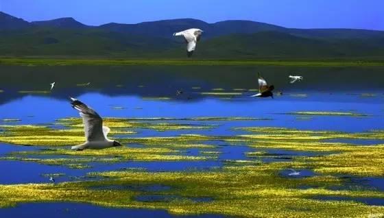 今年夏天,陪我走一趟甘南!