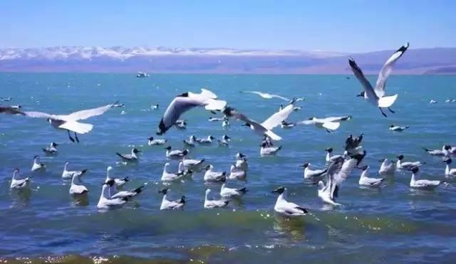 今年夏天,陪我走一趟甘南!