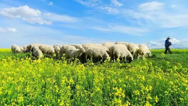 甘肃的青海湖、张掖的呼伦贝尔，这里才是最色的草原！