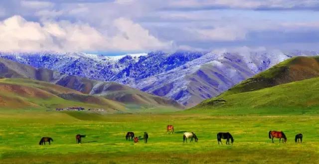 甘肃的青海湖、张掖的呼伦贝尔，这里才是最色的草原！
