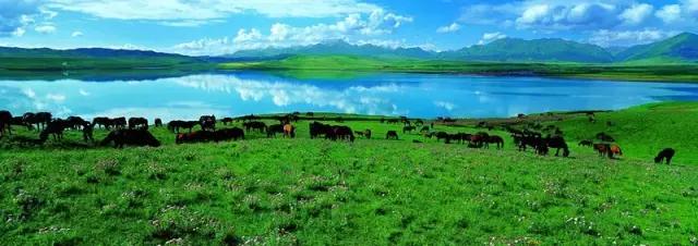 甘肃的青海湖、张掖的呼伦贝尔，这里才是最色的草原！